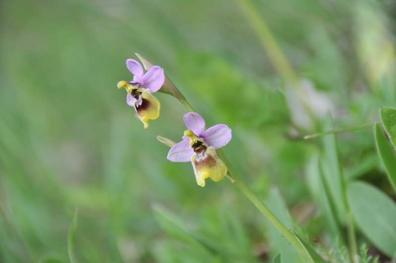 Ophrys tentredinifera